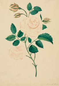  av Altha Mary Nims