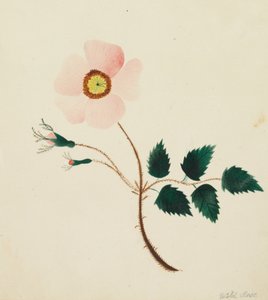  av Altha Mary Nims