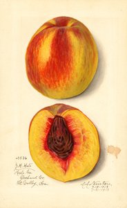 Fersken (Prunus persica: JH Hale) (akvarell)