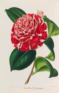 Ny ikonografi av kameliaer, 1850-1860. av Ambroise Alexandre Verschaffelt
