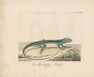 Blåhodet skink (håndkolorert kobberstikk)
