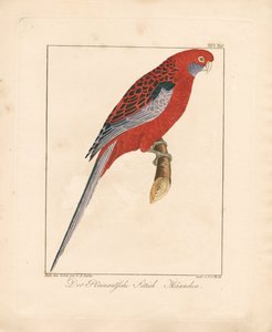 Karmosinrød Rosella, Hann (håndkolorert lito)