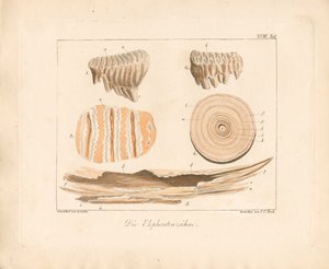 Elefantstøttenner (farget kobberstikk) av Ambrosius Gabler