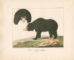 Malayansk solbjørn (håndkolorert lito)