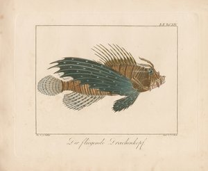 Rød skorpionfisk (håndkolorert kobberstikk)