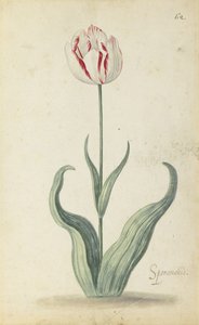 "Speramondi" tulipan, fra et album med blomster, ca. 1640 av Ambrosius the Younger Bosschaert