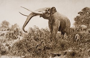 The Chatham Elephant, illustrasjon fra 