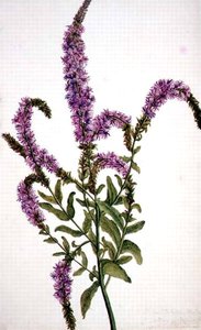 PD.128-1973f.11 Lilla piggpilsurt (Epilobium) 1787 (akvarell og gouache) av Amelia Fancourt