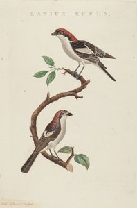 Rød ull av American 19th Century