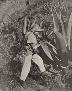 En meksikansk Pulque-samler (s/hvitt-bilde) av American Photographer (after)