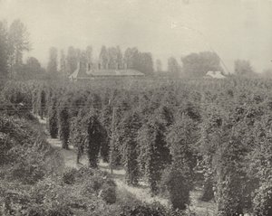 A Washington Hop Yard (s/hvitt bilde) av American Photographer (after)