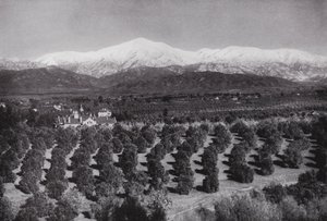 California: Redlands, fra Smiley Heights, solskinn, appelsinlunder og snødekte topper (s/h-bilde) av American Photographer (after)