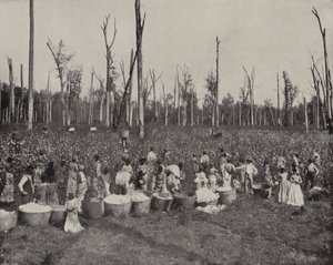 Bomullsplukking i Mississippi (s/hvitt bilde) av American Photographer (after)