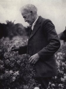 Luther Burbank blant blomstene hans (s/hvitt bilde) av American Photographer (after)
