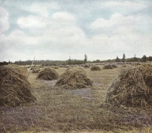 Oregon: Alfalfa (bilde) av American Photographer (after)