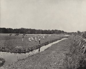 Plante ris i North Carolina (s/hvitt bilde) av American Photographer (after)