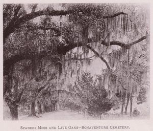 Spanish Moss and Live Oaks, Bonaventure Cemetery (s/hvitt-bilde) av American Photographer (after)