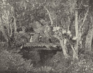 Tropisk scene i delstaten Vera Cruz, Mexico (s/hv-bilde) av American Photographer (after)