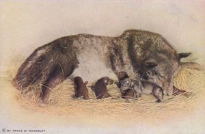 Chicago: Timber Wolf and Young, Lincoln Park (fargefoto) av American Photographer