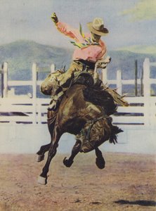 Cowboy bryter inn en hest av American Photographer