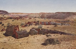 Den forstenede skogen, Arizona (fargebilde) av American Photographer