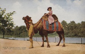 Ridende kamel, New York Zoological Park (bilde) av American Photographer
