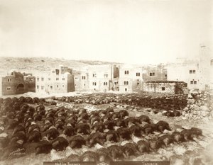 Garveri i Hebron med huder lagt ut i forgrunnen, 1898-1911 av American Photographer