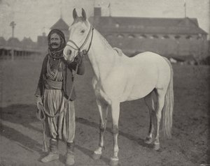 Beduinprisene Steed av American Photographer