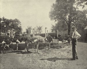 Strutsene av American Photographer