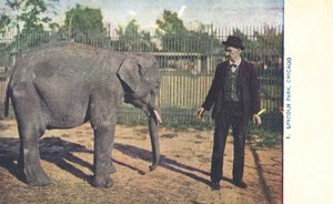 Ung elefant, Lincoln Park Zoo, Chicago, USA (fargebilde) av American Photographer
