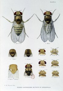 Abeilles - i "" Bidrag til genetikken til drosophila melanogaster"", Thomas H. Morgan av American School