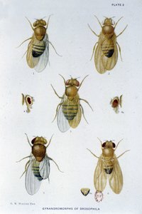Abeilles - i "" Bidrag til genetikken til drosophila melanogaster"", Thomas H. Morgan av American School