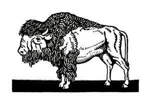 Amerikansk bison fra det gamle vesten av American School