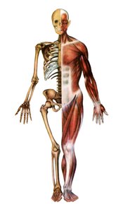 Anatomisk trykk av det menneskelige skjelett og muskler av American School