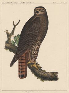 Fugler, plate XIV, 1855 av American School