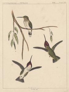 Fugler, plate XIX, 1855 av American School