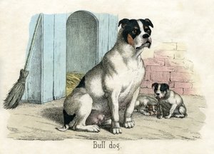 Bulldog, fra The Natural History of Animals av American School