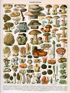 Dekorativt trykk av #39;Champignons#39; av Demoulin av American School