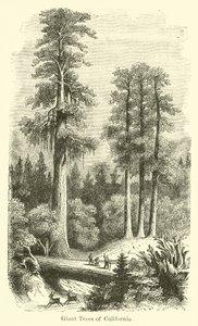 Giant Trees of California av American School