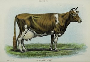 Guernsey Cow, fra 