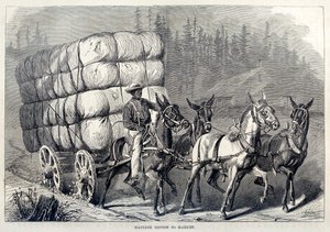 Hauling Cotton to Market, fra One Hundred Years