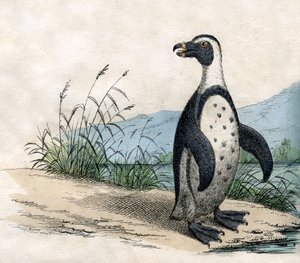 Magellansk pingvin, fra The Natural History of Animals av American School