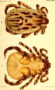 Hann Dermacentor reticulatus, illustrasjon fra "Cattle ticks (Ixodoidea) of the United States" av American School