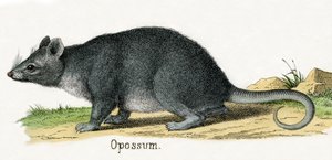 Opossum, fra The Natural History of Animals av American School