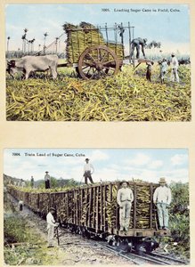 Postkort som viser sukkerrørplantasjer på Cuba, ca. 1910 av American School