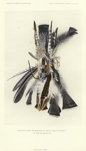 Bønnefjær fra medlemmer av den store ildbrorskapet ved vintersolverv (fargelitografi) av American School