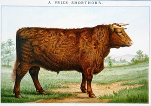 Pris Shorthorn Bull (farge litho) av American School