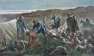 Saueslakting under Pleasant Valley Range War, Arizona av American School