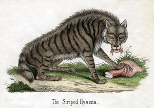 Stripet hyene, fra The Natural History of Animals av American School
