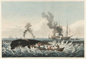 The Whale Fishery - Angripe en "riktig" hval og "Cutting In", pub. 1860 (farge litho) av American School